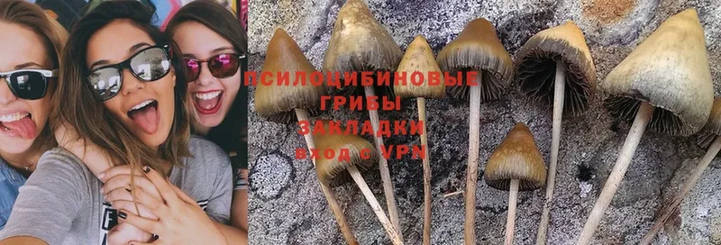 где можно купить   Богучар  Галлюциногенные грибы Cubensis 